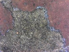 Hypoxylon macrocarpum