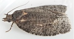 Apotomis removana