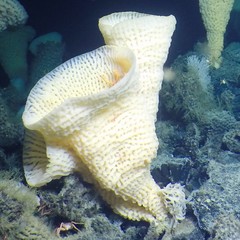 Pinulasma
