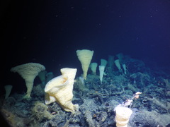 Pinulasma