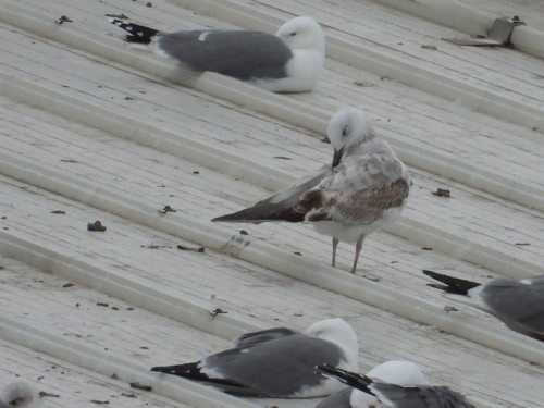 Caspian Gull｜里海鸥 参考照片