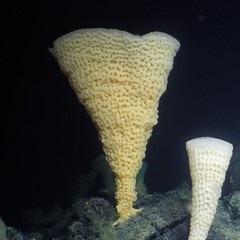 Pinulasma
