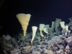 Pinulasma