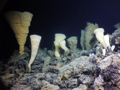 Pinulasma