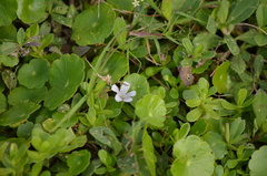 Bacopa monnieri image