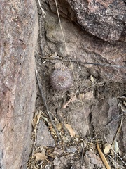 Escobaria dasyacantha