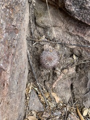 Escobaria dasyacantha