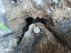 Sonorella allynsmithi