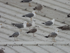 Larus michahellis