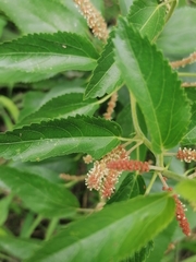 Acalypha communis
