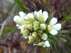 Triphysaria floribunda