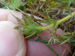 Triphysaria floribunda