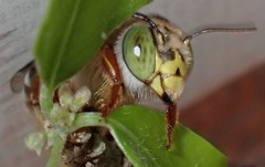 Centris niveofasciata