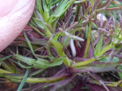 Triphysaria floribunda