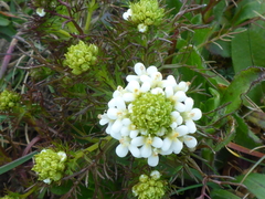 Triphysaria floribunda
