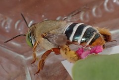 Centris niveofasciata