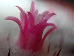 Melocactus macracanthos