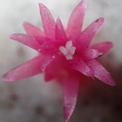 Melocactus macracanthos