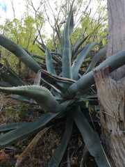 Agave aurea aurea