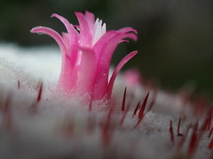 Melocactus macracanthos