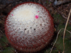 Melocactus macracanthos