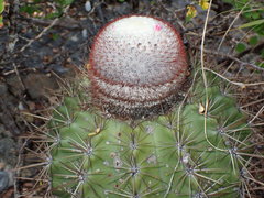 Melocactus macracanthos