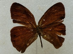 Cyllopsis argentella