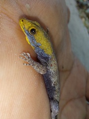 Gonatodes albogularis albogularis