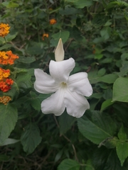 Mandevilla laxa