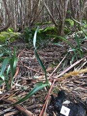 Asterophora mirabilis