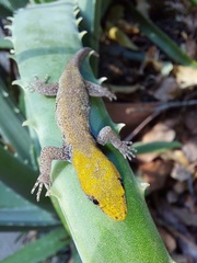 Gonatodes albogularis albogularis