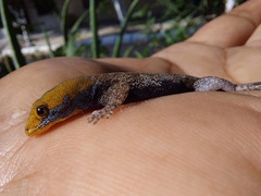 Gonatodes albogularis albogularis