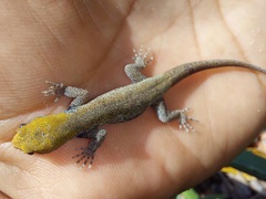 Gonatodes albogularis albogularis