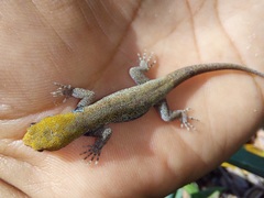 Gonatodes albogularis albogularis