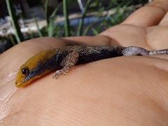 Gonatodes albogularis albogularis