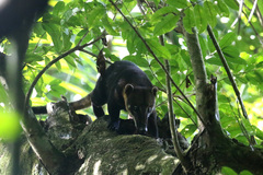 Nasua nasua nasua
