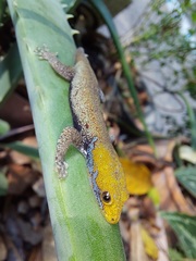 Gonatodes albogularis albogularis