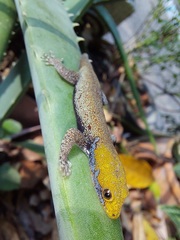 Gonatodes albogularis albogularis