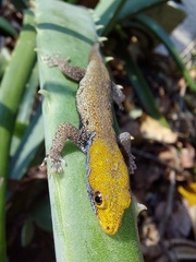 Gonatodes albogularis albogularis