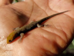 Gonatodes albogularis albogularis