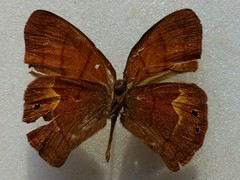 Cyllopsis argentella