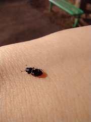 Glischrochilus quadriguttatus