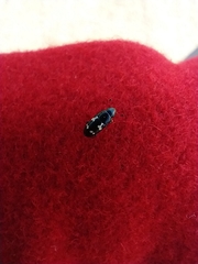 Glischrochilus quadriguttatus