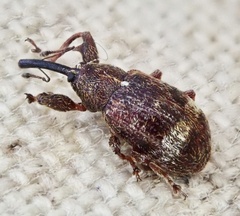 Anthonomus bituberculatus