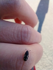 Glischrochilus quadriguttatus