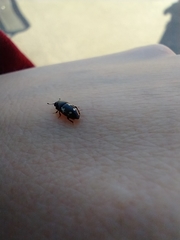 Glischrochilus quadriguttatus