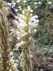 Pedicularis achilleifolia