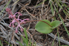 Ledebouria ovalifolia