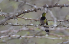 Anthracothorax aurulentus