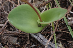 Ledebouria ovalifolia